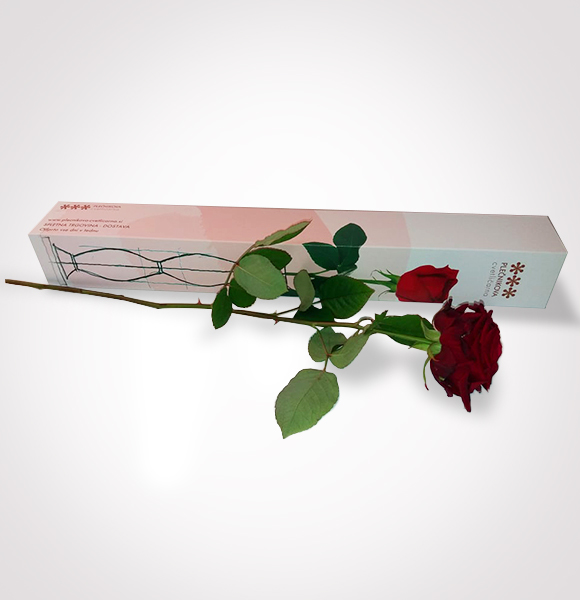 Darilna škatla z vrtnico