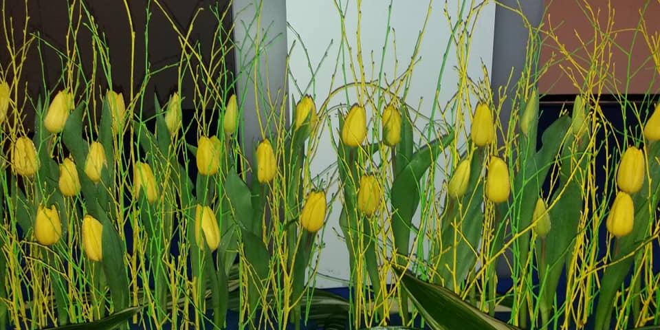 Rumeni tulipani.